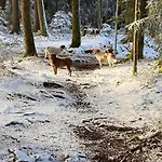 Apartment Allgäu- Mit Hund *