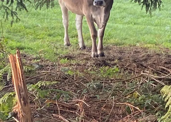 Apartment Allgäu- Mit Hund Oberreute